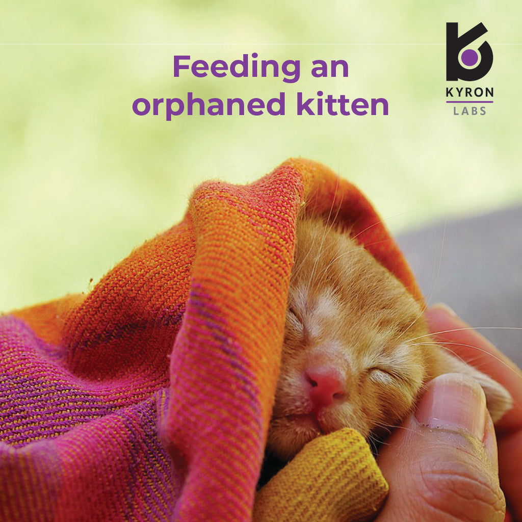 FEEDING AN ORPHANED KITTEN