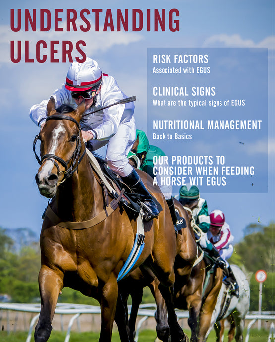 Equine Gastric Ulcer Syndrome