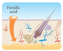 Load image into Gallery viewer, Canaural